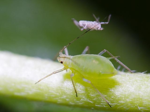 蚜必净菌剂_蚜虫防治生物菌剂_蚜虫的克星