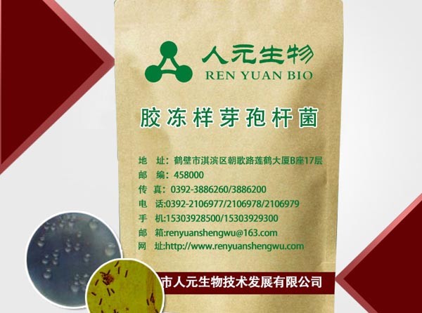 胶冻样芽孢杆菌_生物芽孢杆菌_胶冻芽孢杆菌